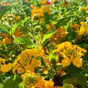 Meet your Posher, Reyna